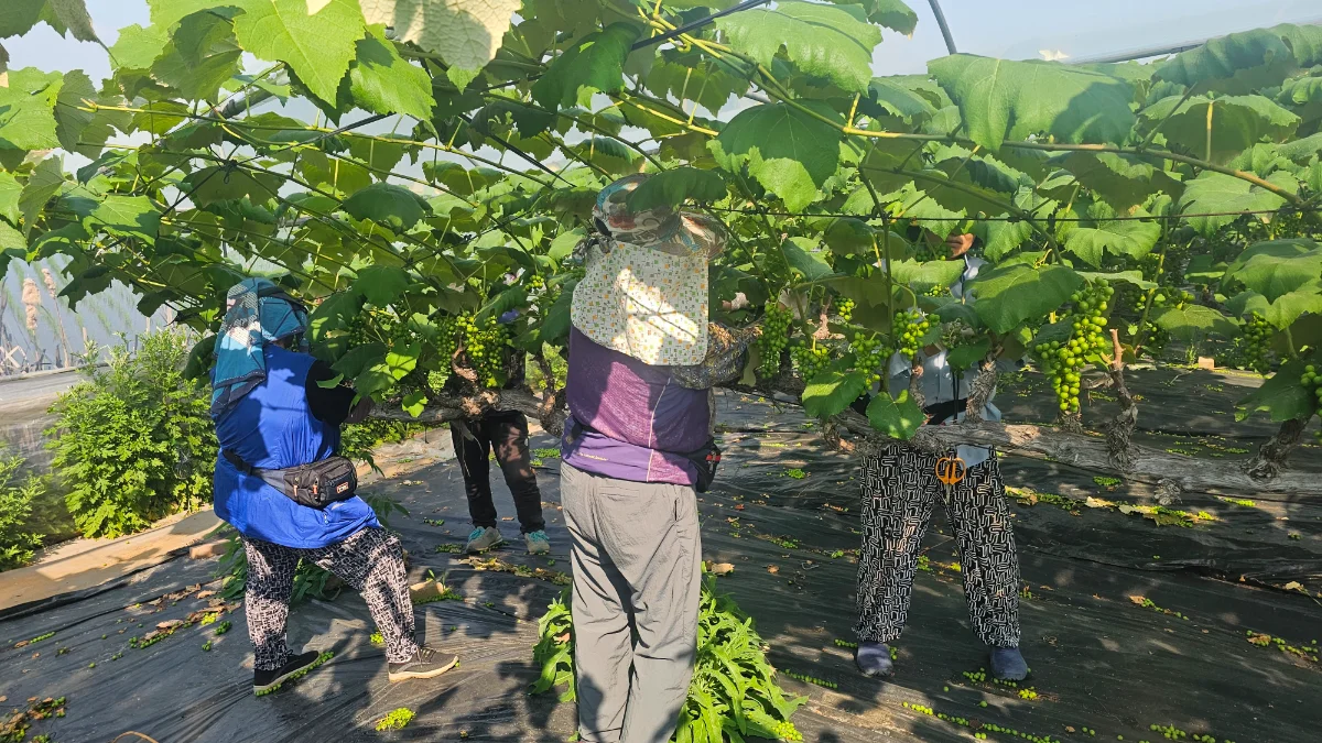 즐기는 방법 1 이미지 1