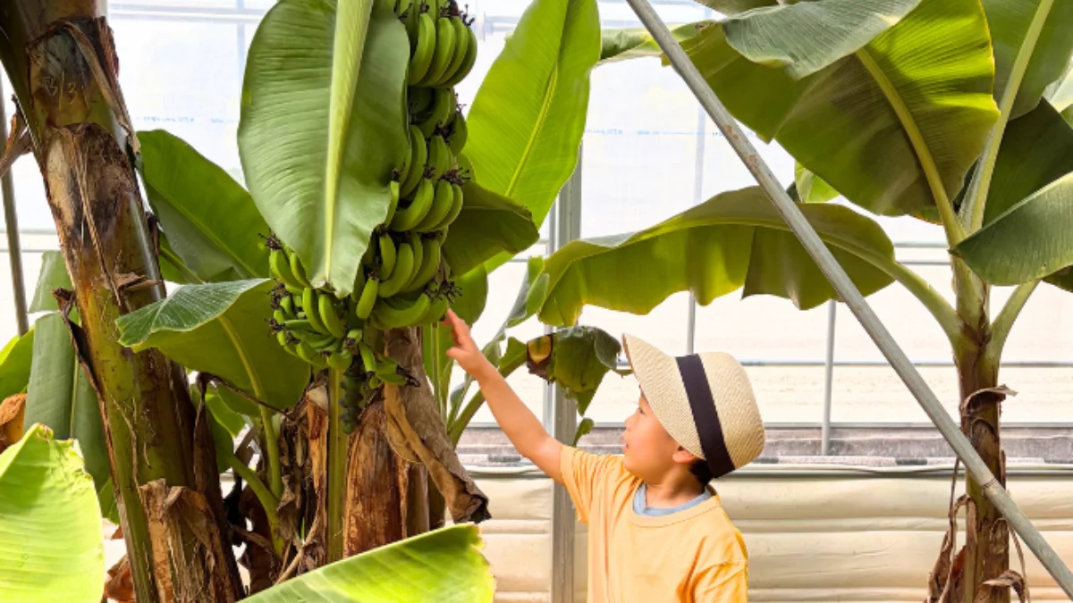 즐기는 방법 1 이미지 1