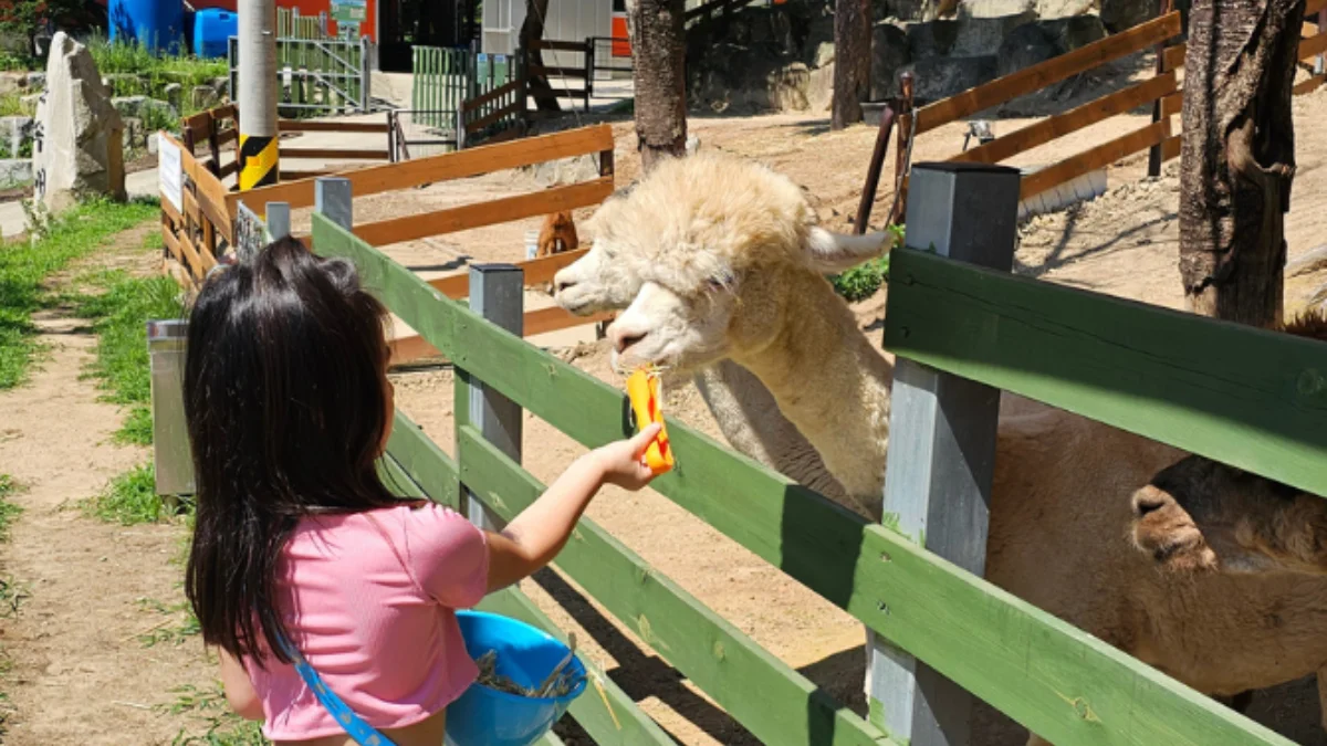 즐기는 방법 2 이미지 2