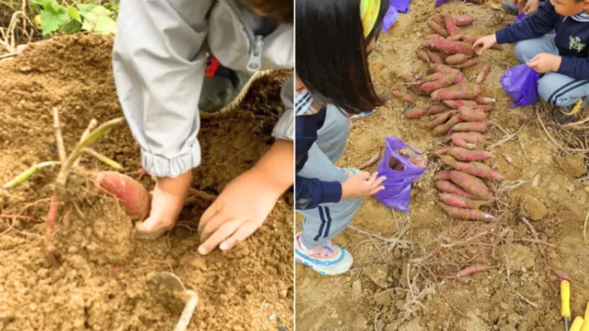 즐기는 방법 2 이미지 1