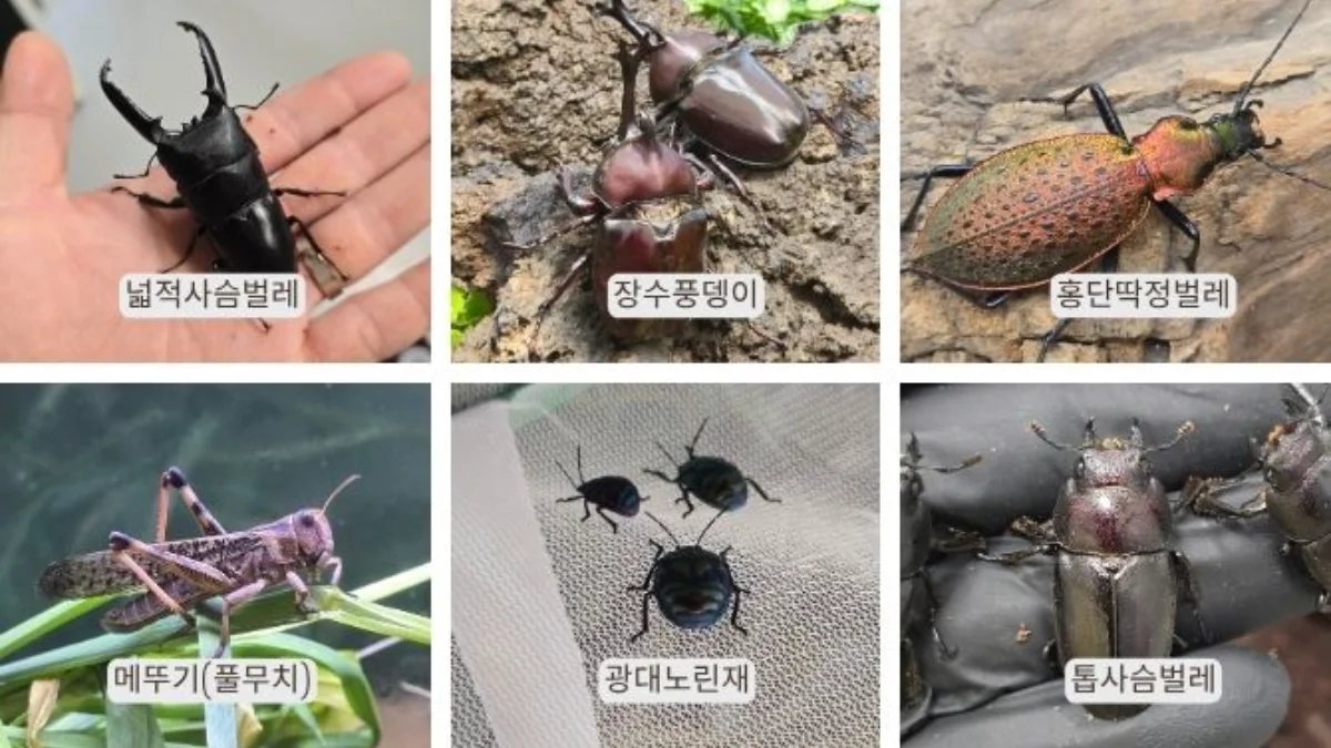 즐기는 방법 1 이미지 1