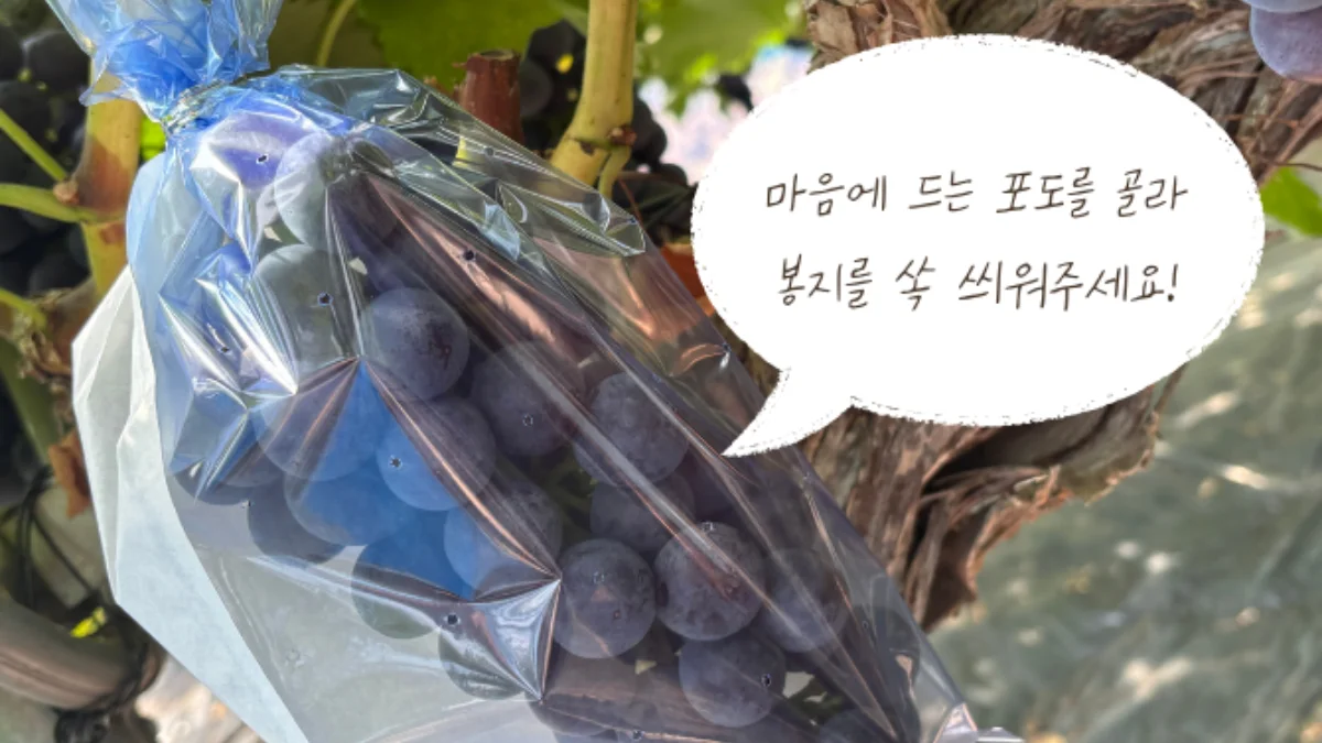 즐기는 방법 1 이미지 1