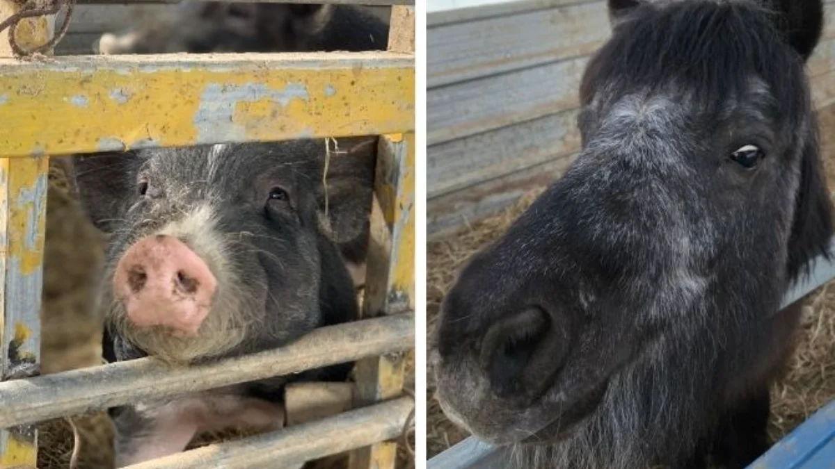 즐기는 방법 5 이미지 2