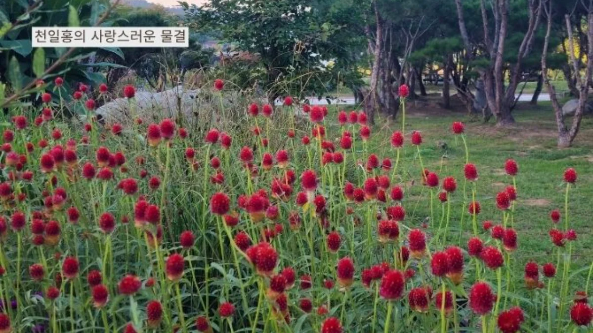 즐기는 방법 5 이미지 2