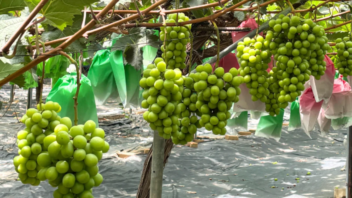 PICK 포인트 2 이미지 1